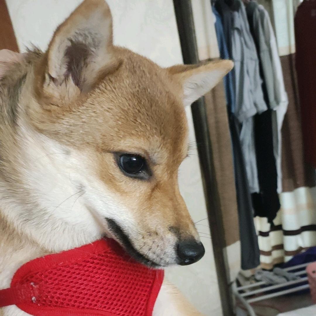 Yunbo 重庆枫叶学校