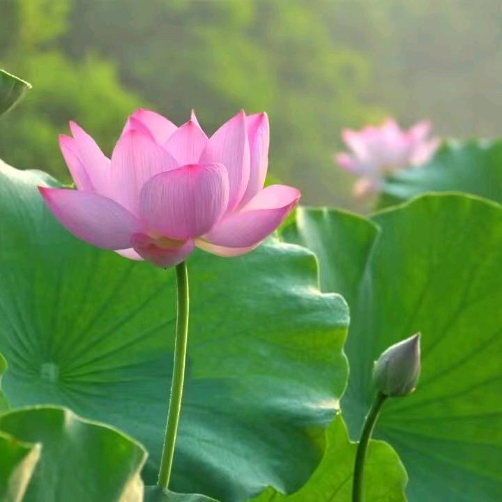 星陈大海