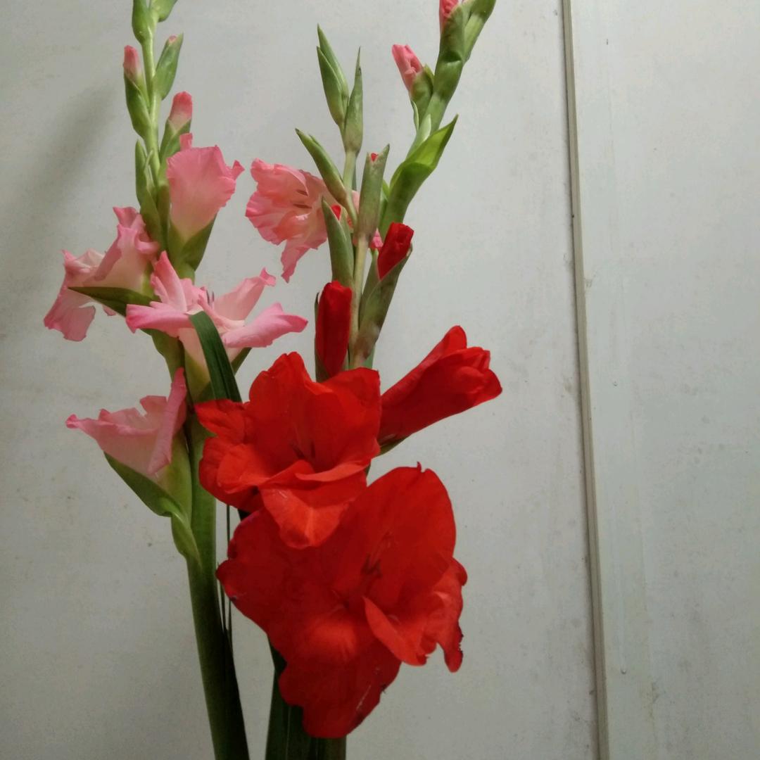 悦双