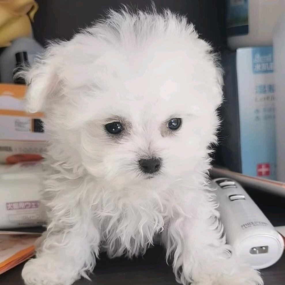 布丁是只小比熊