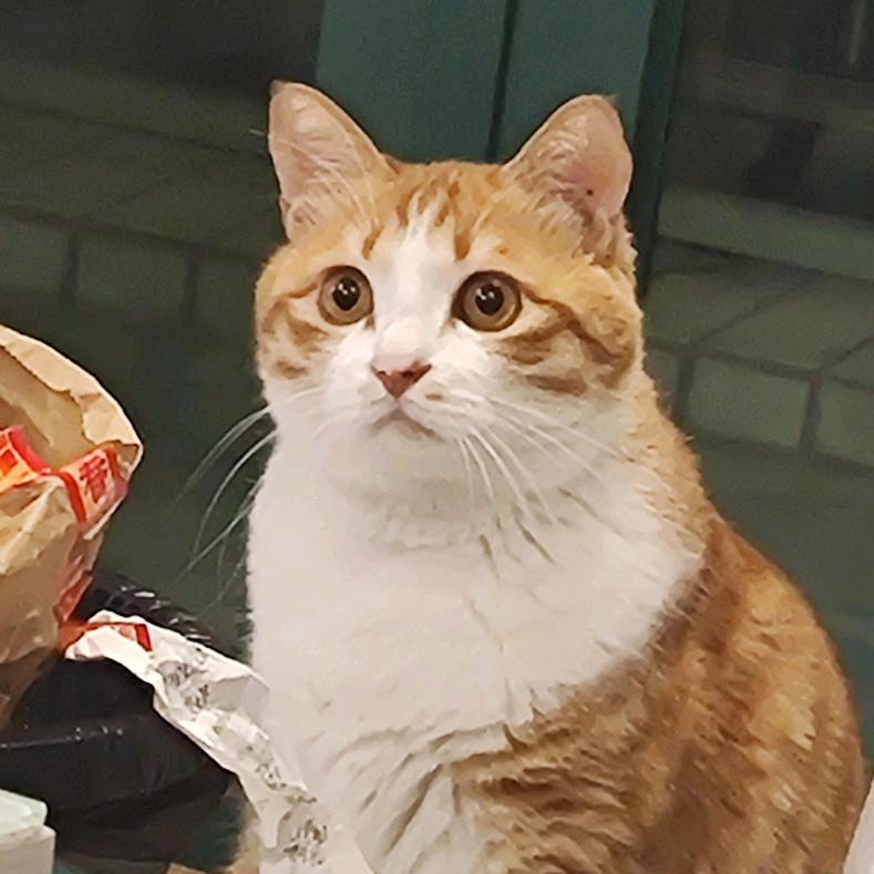 尼尼是大总