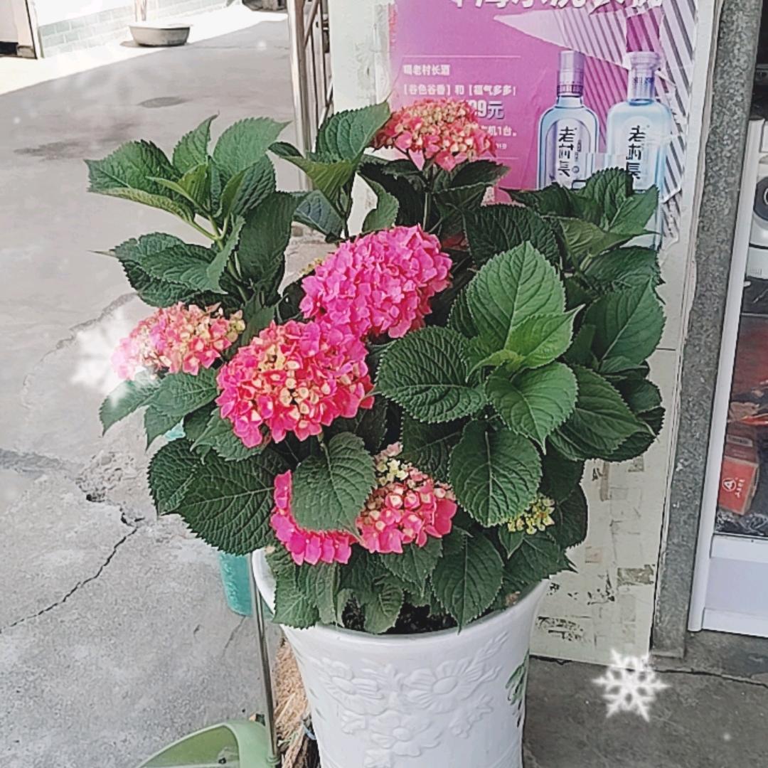 阳光灿烂$