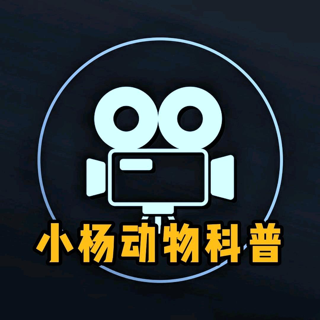 小杨动物科普