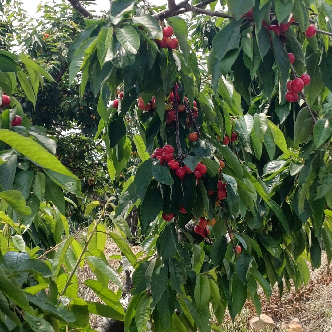 北海以北天蔚蓝