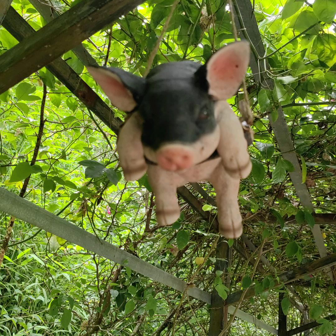 不拱白菜的🐖😎