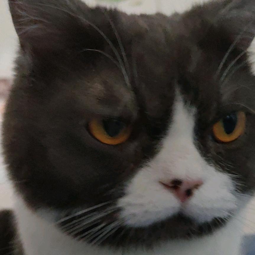 磊磊