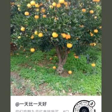 燕姐姐