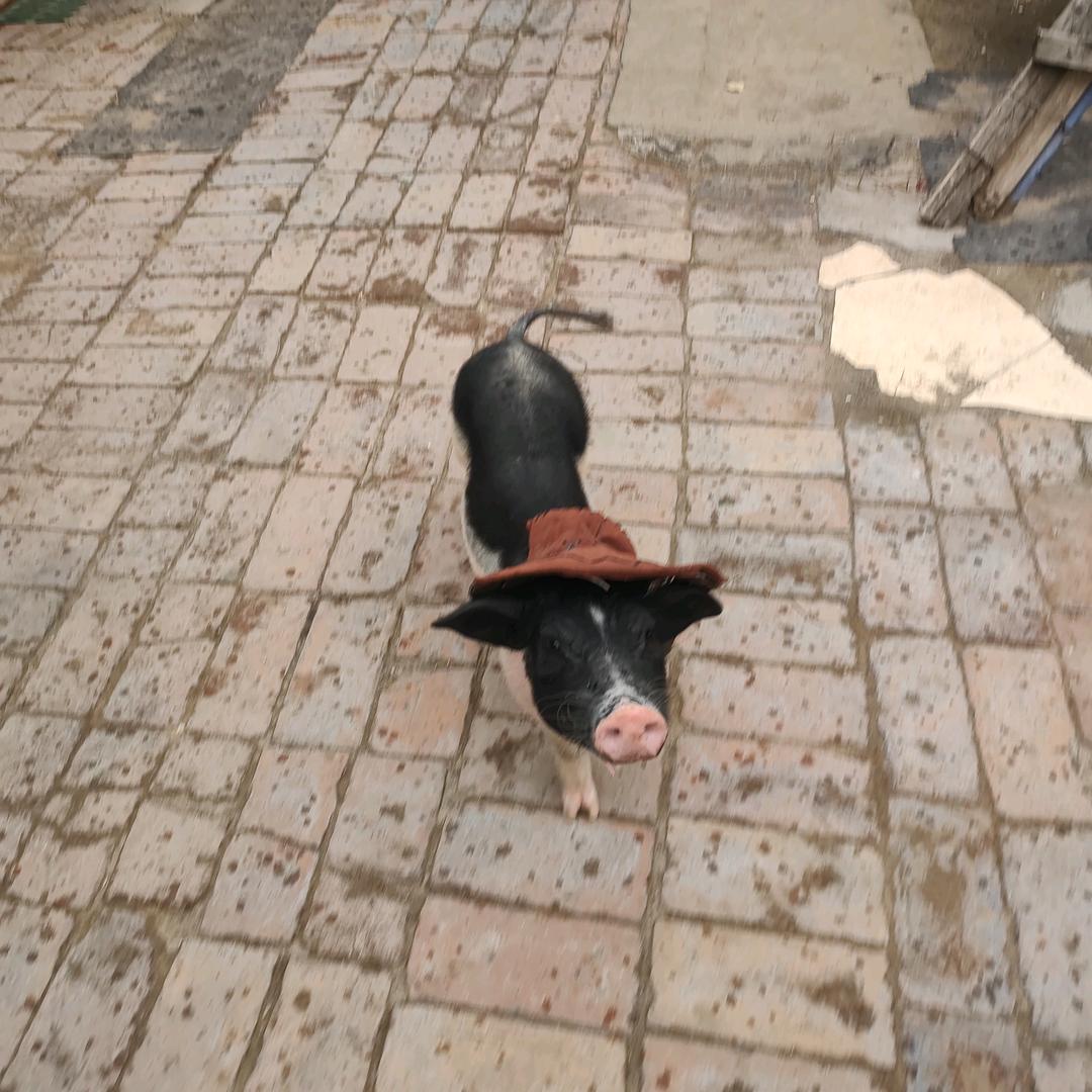 咱家闹人精皮实强