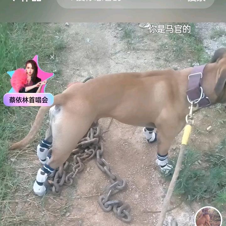 诚信收猪，大猪