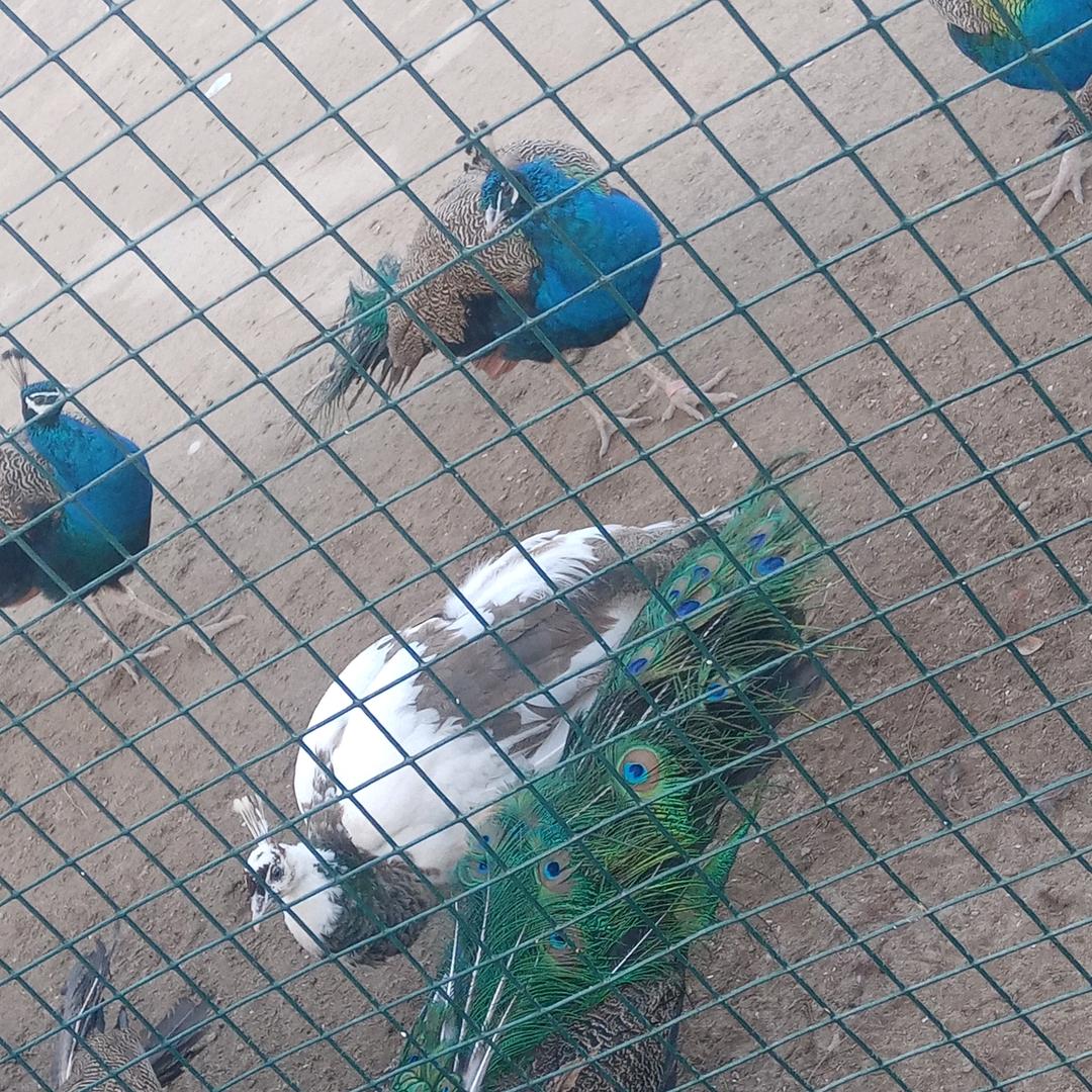 ╰☆繁华の丽☆╮