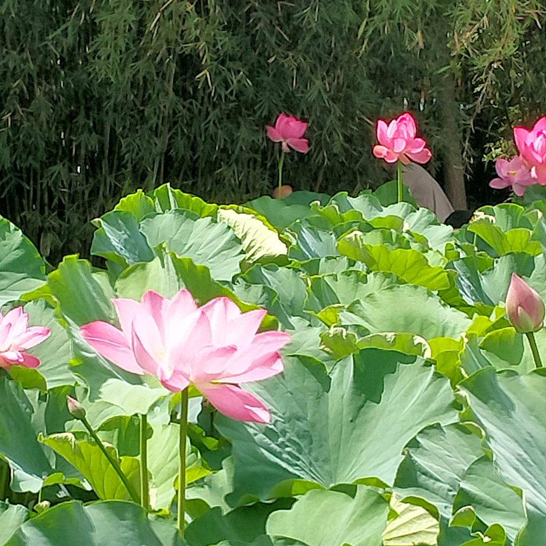 🌴人间烟火🌸
