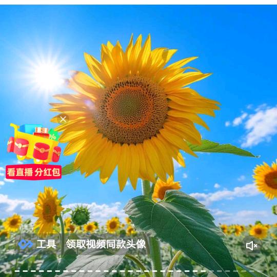幸运鹅