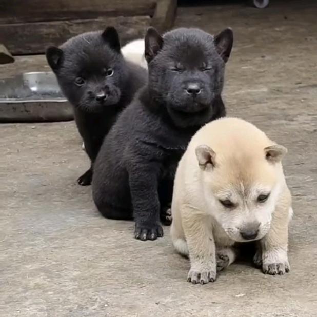 张少/爱玩田园土猎🐕