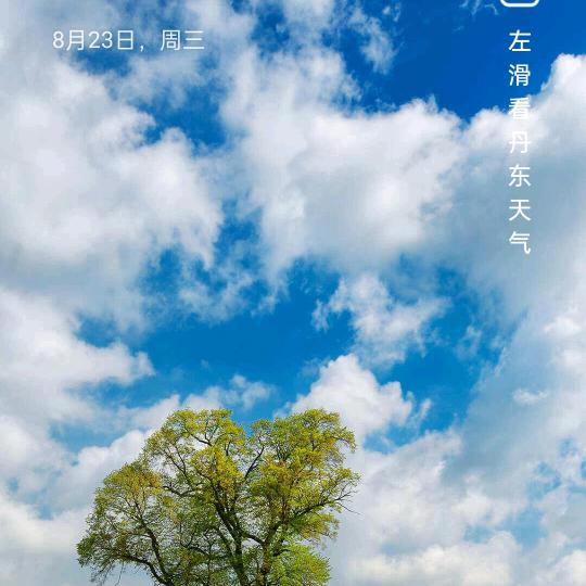 无沙花蛤,厂家直销