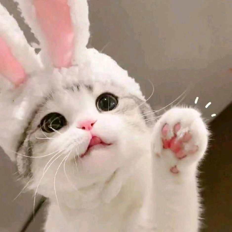 猫蛋蛋
