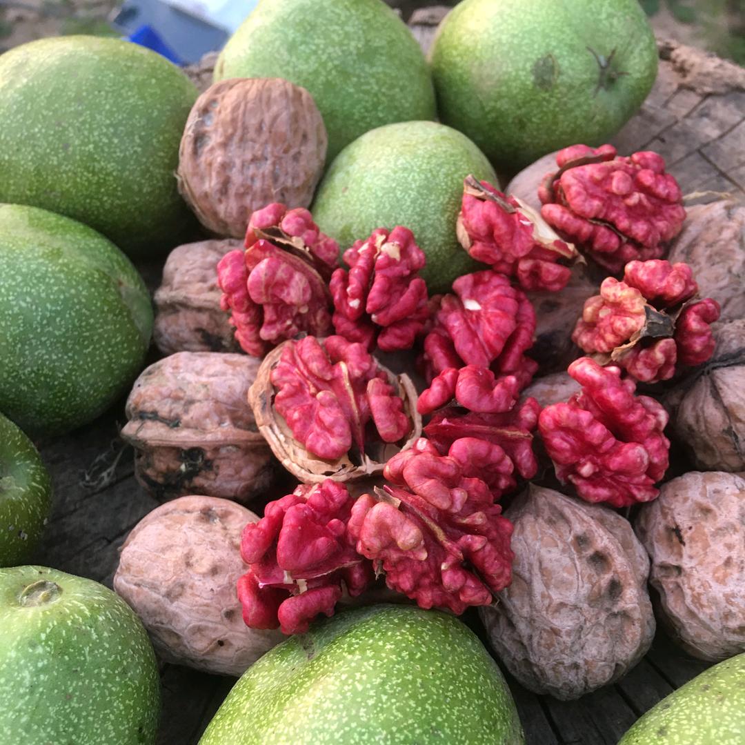 红仁核桃哥（嫁接收徒）