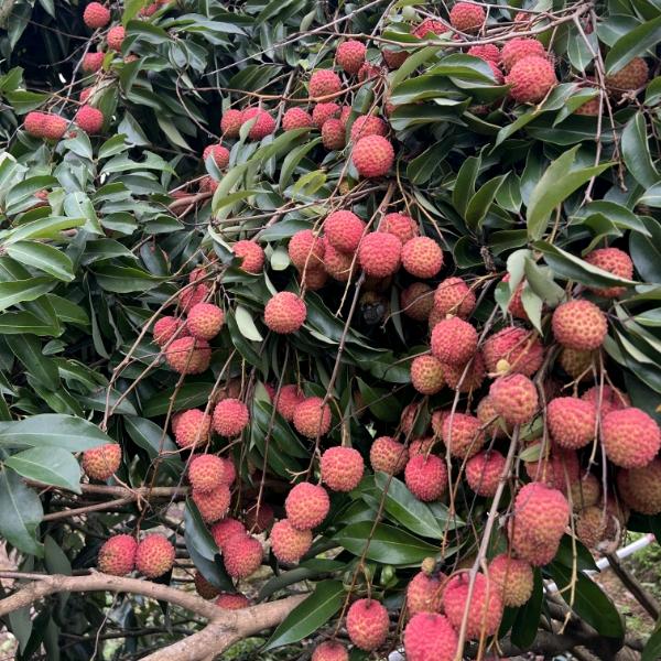 村里的荔枝熟了