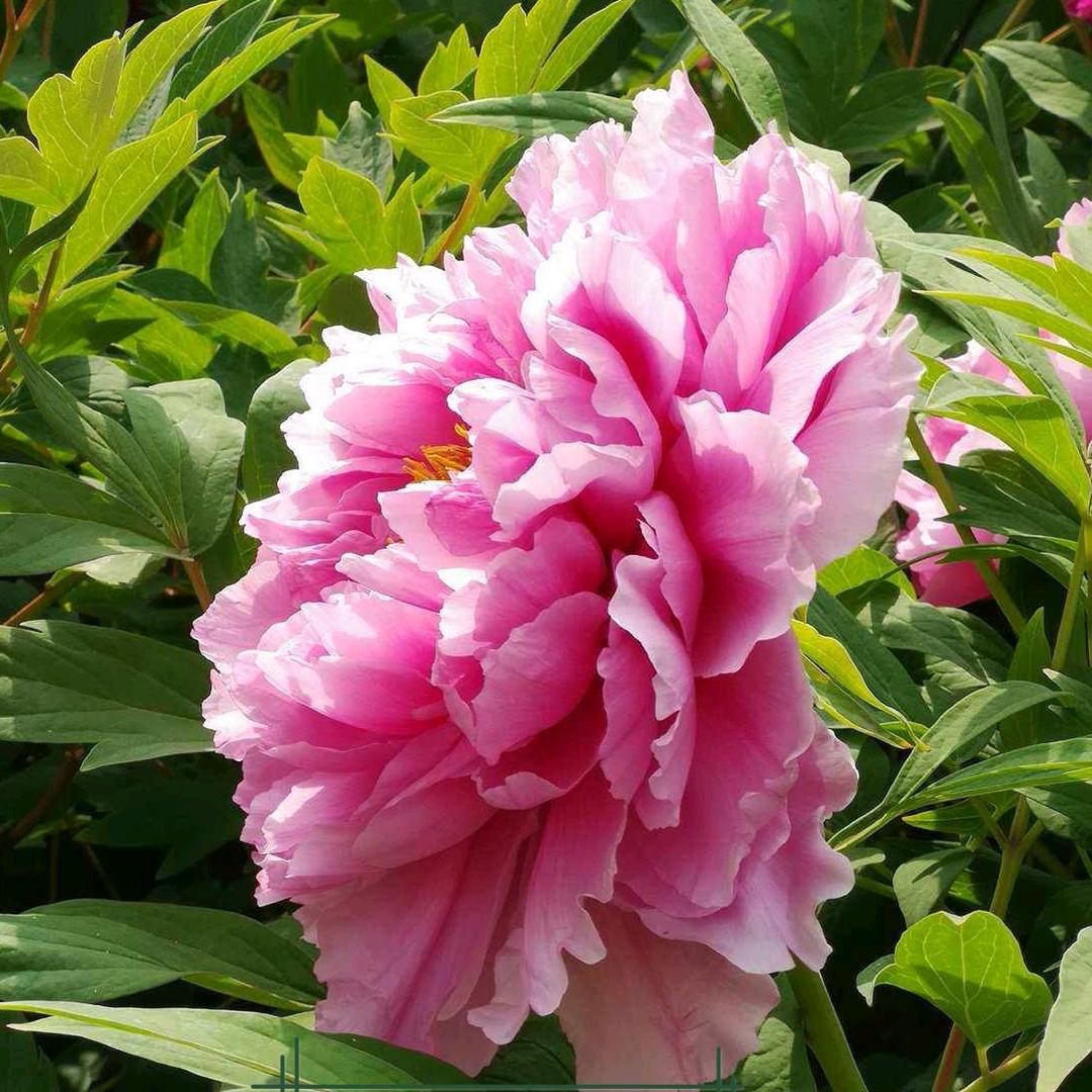 菏泽信誉牡丹种植贰店