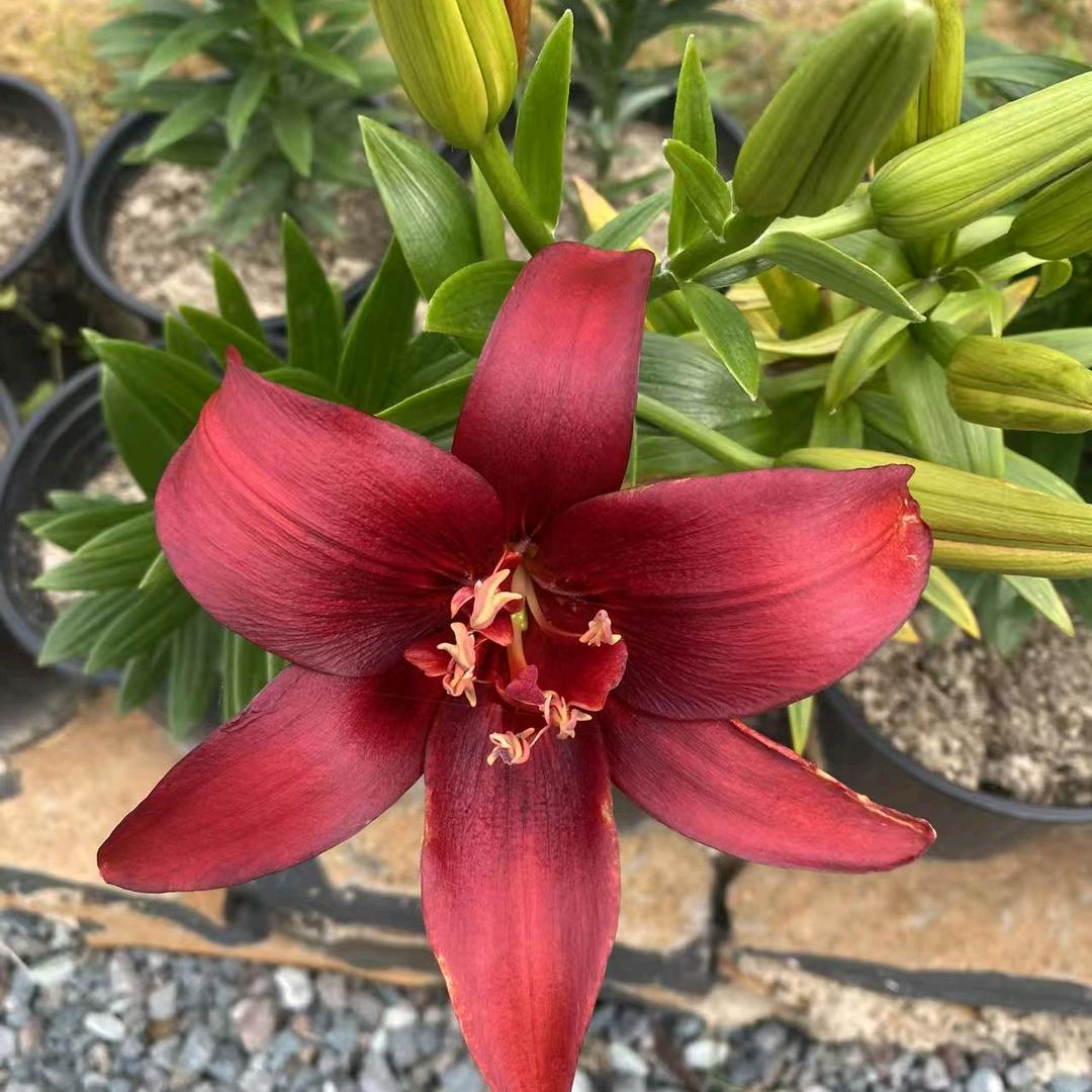 芳8