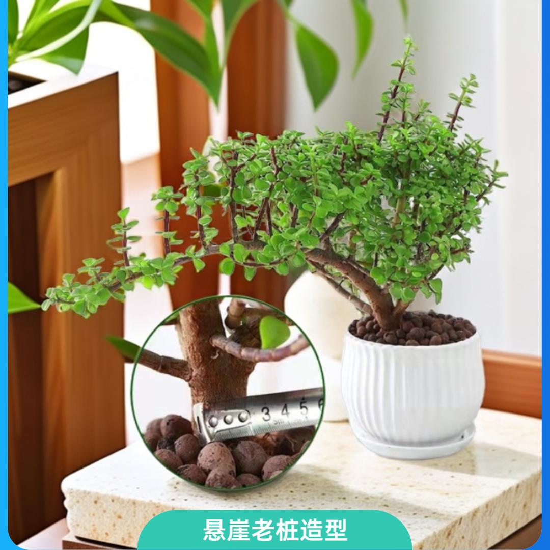 金枝玉叶绿植花卉