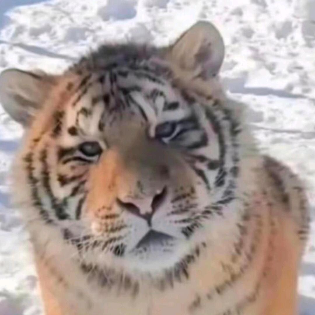 赵铁柱