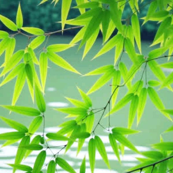 小公主