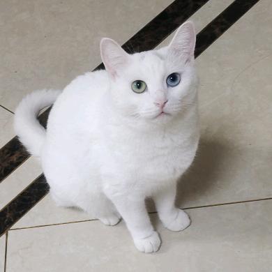 优咪的快乐日常