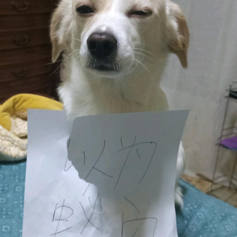 杂门野坤翱翔坤坤吴帅版蚁以为安最强严父