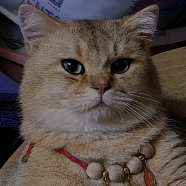 微微一笑很倾城