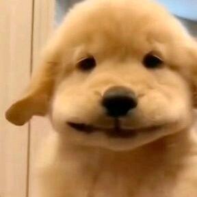 ʜᴀᴘᴘʏ ᴅᴀʏs