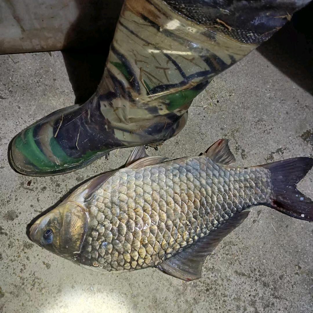 阿圩野生鱼水产销售