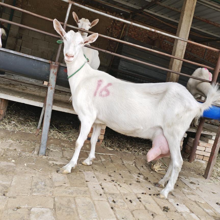 萨能奶山羊养殖基地