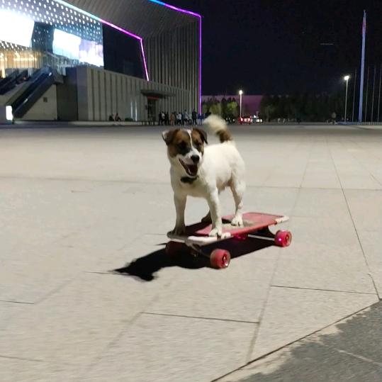 铁头（天天向上）