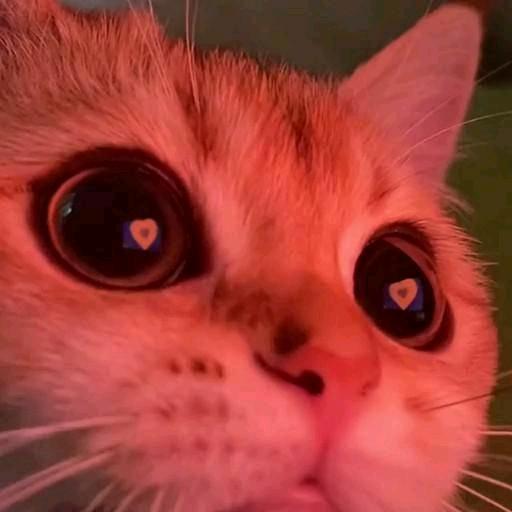 椿日布