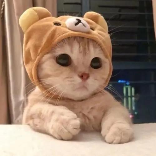 玲玲的生活优港