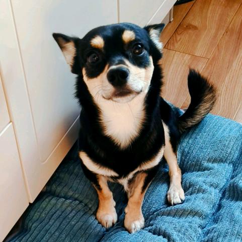 SUMMER518（收徒）