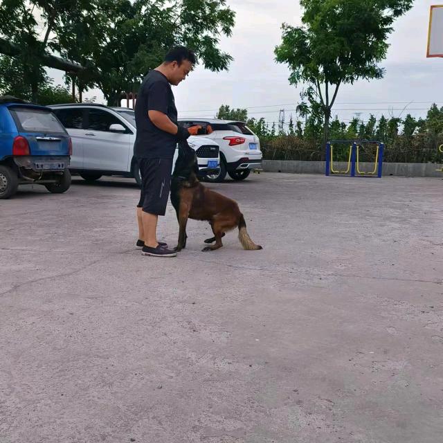 犬之星