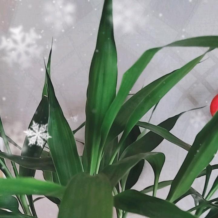 柚子♡