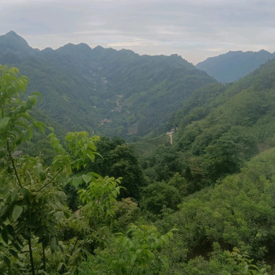 天雅有情