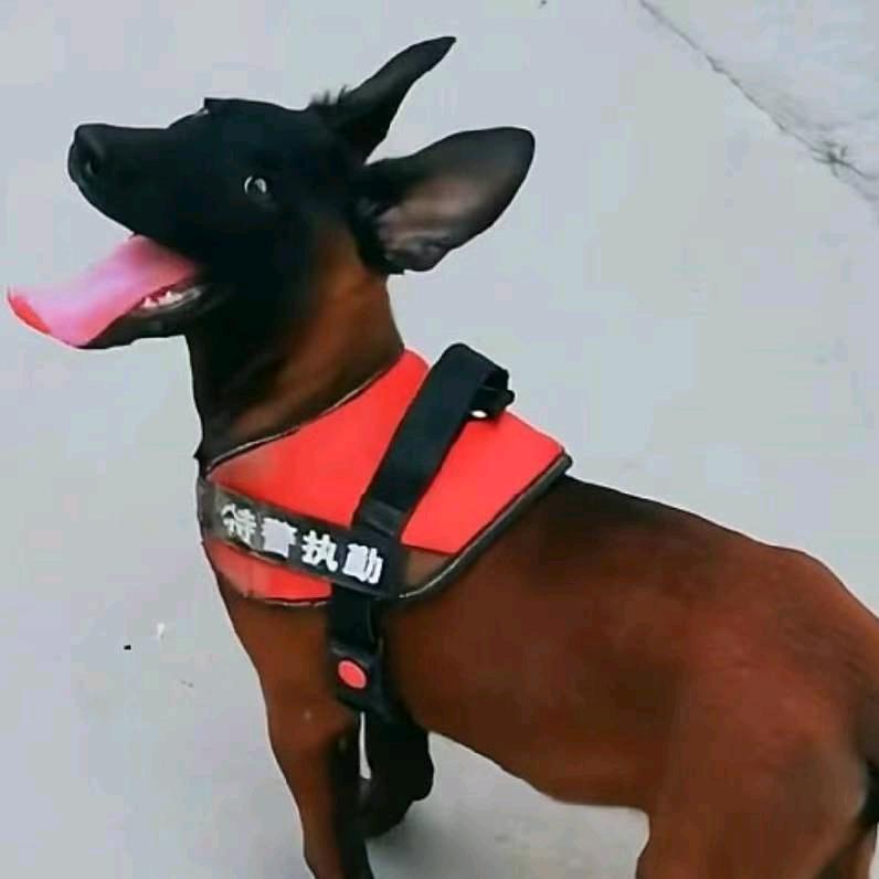 昶茸畜牧服务中心