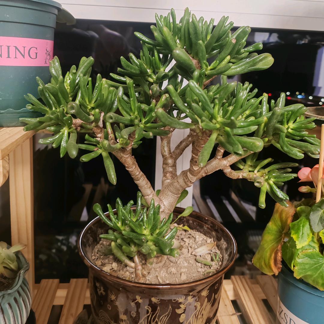 美丽盆景初学者