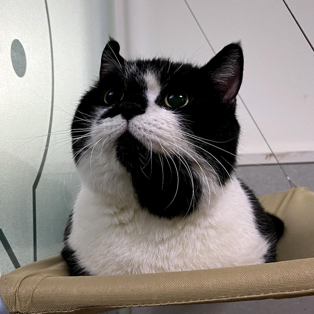 小土豆乖乖呀喵呀喵