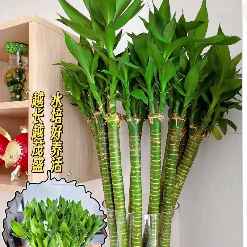 清禾文昌竹基地