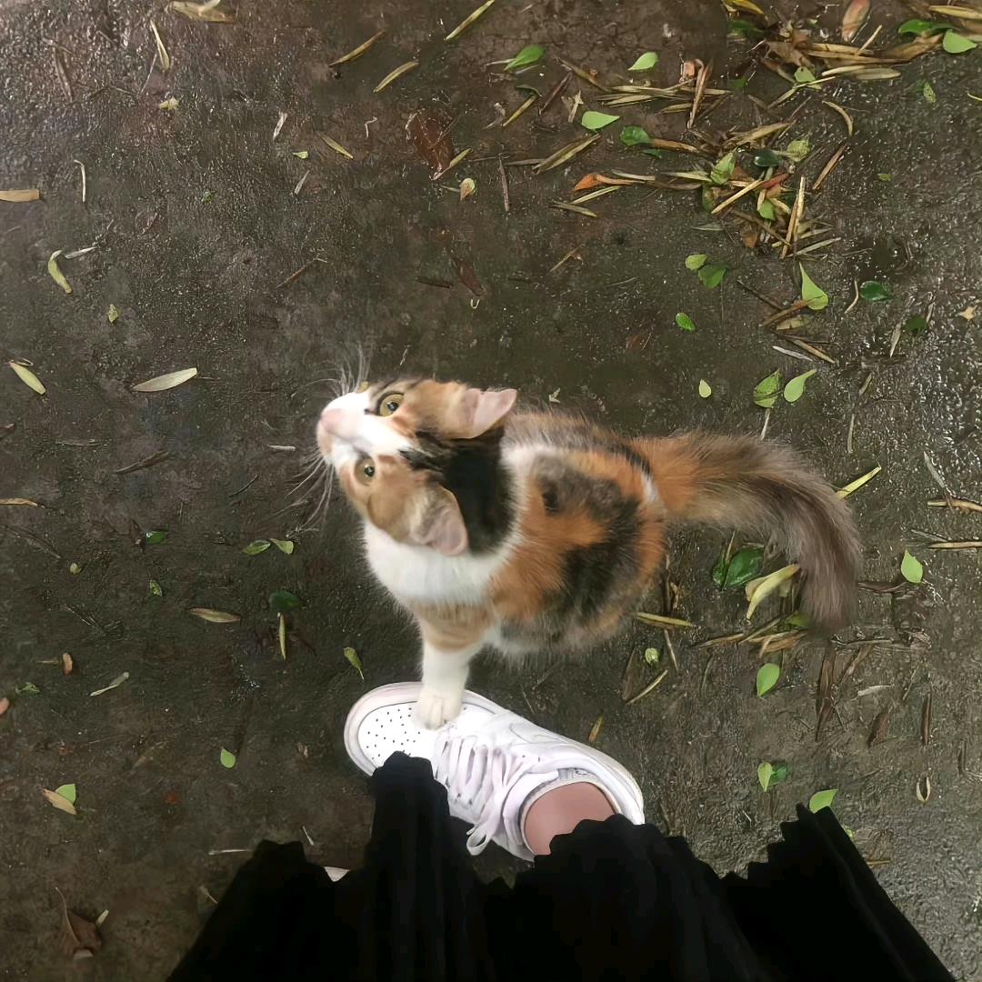瞌睡虫飞飞