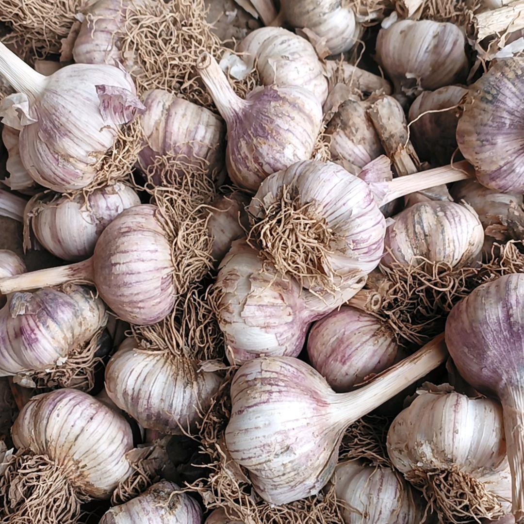 济南大青稞蒜种，四六辨蒜苔购销公司，王