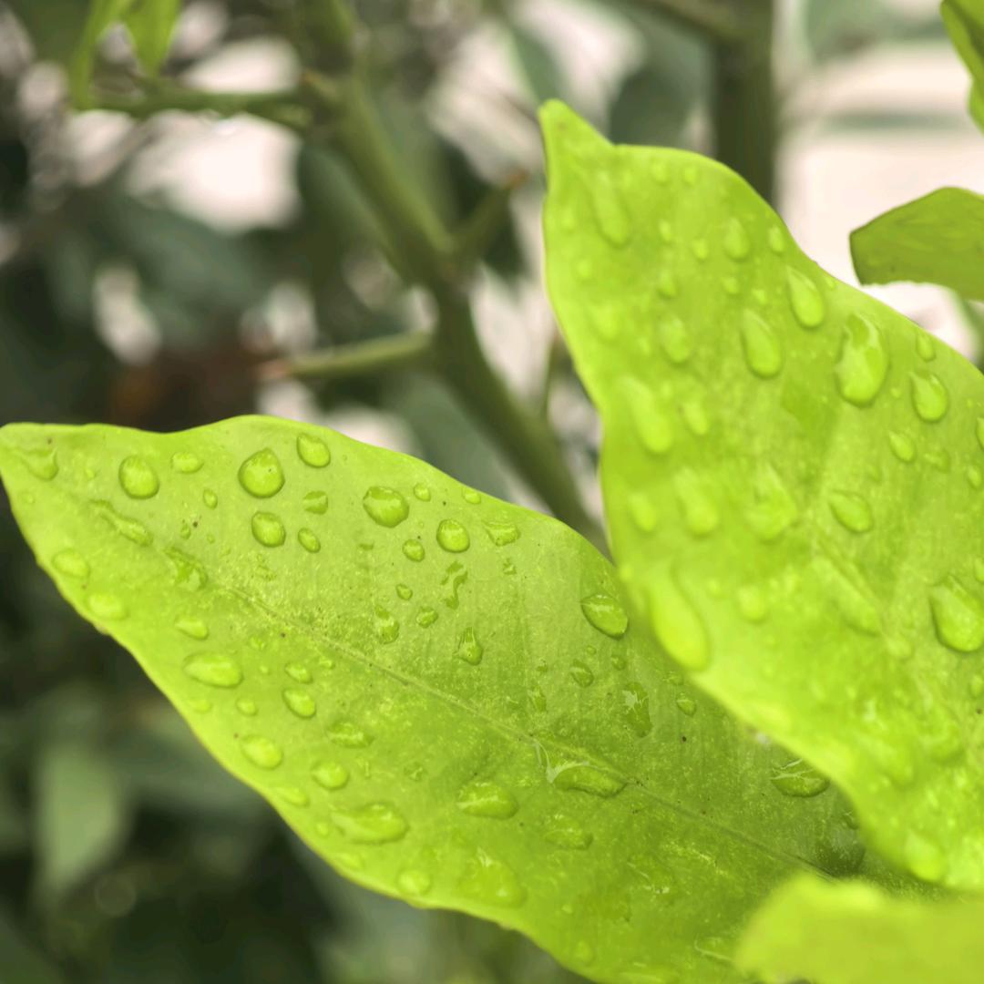 小熊软糖