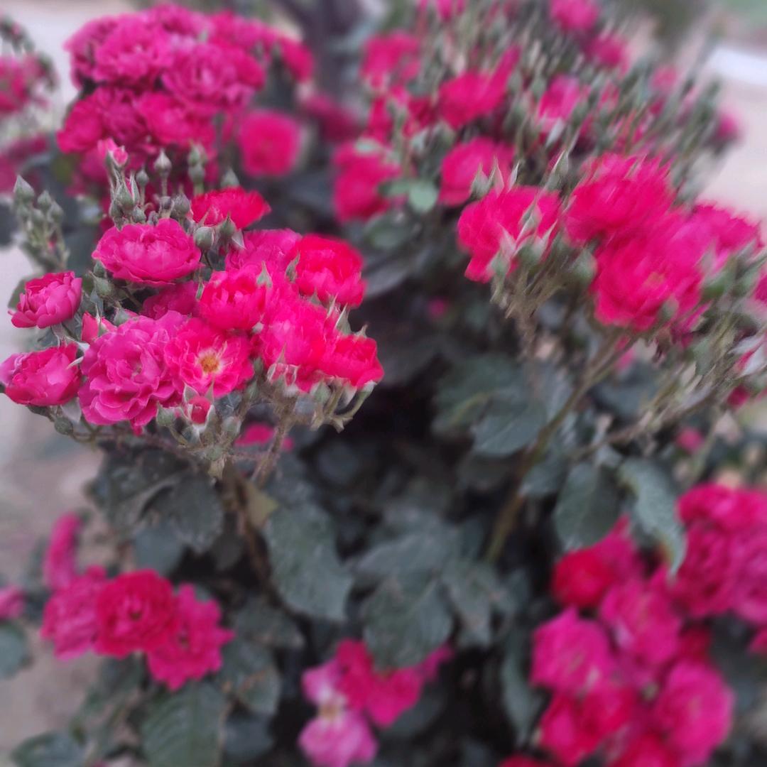 九月菊花