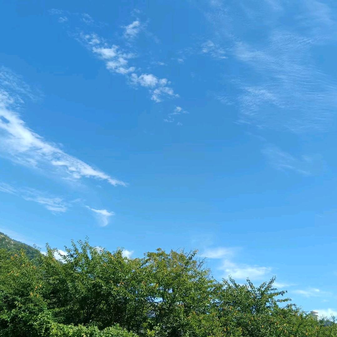 若淼