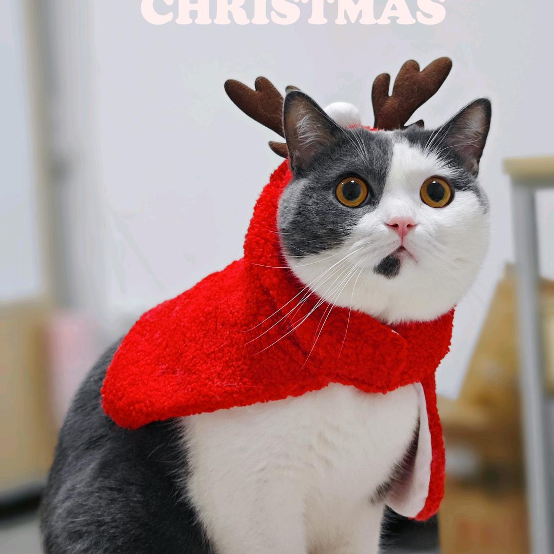 有个小猫爱马仕