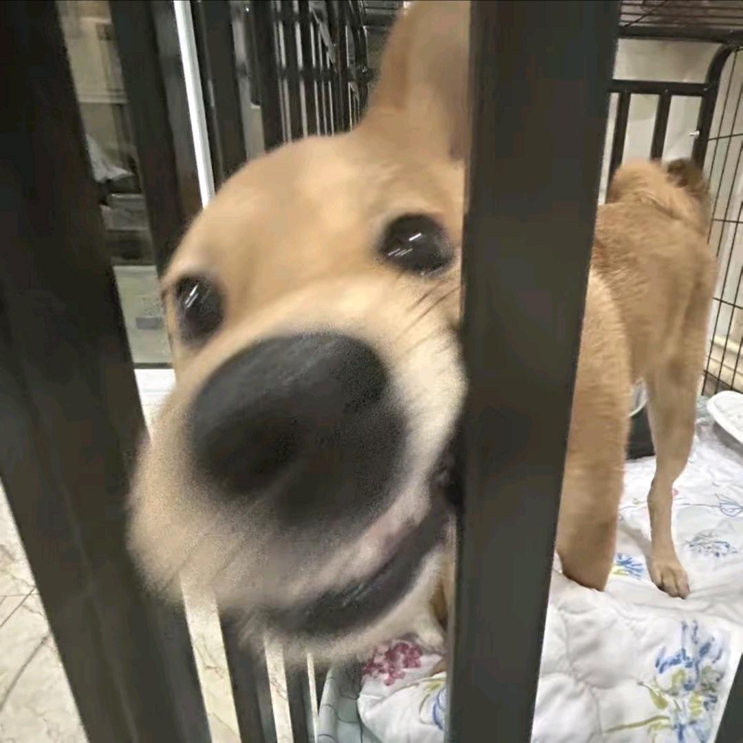 人类到底还要被这种萌物统治多久？！